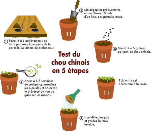 test du chou chinois en 5 etapes