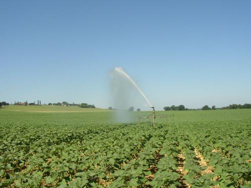 irrigation tournesol